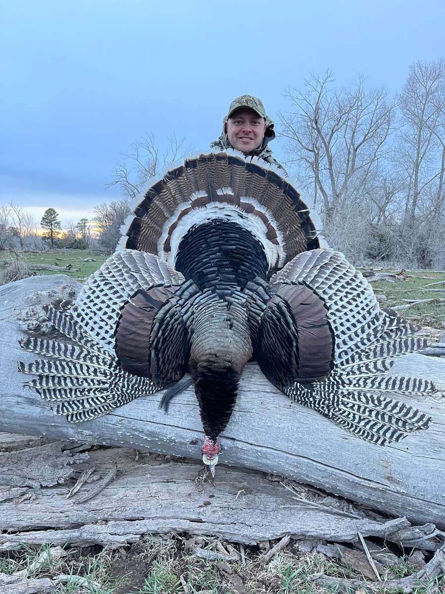 Spring Turkey Hunting Colorado Turkey Hunting
